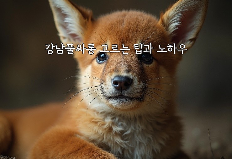 강남풀싸롱 고르는 팁과 노하우 강남풀싸롱 고르는 팁과 노하우